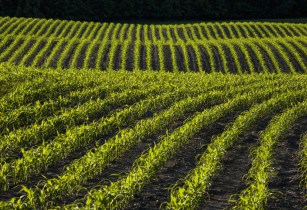 SOURCE can increase yield and reduce nitrogen needs